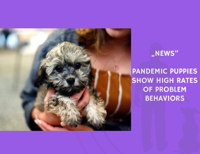 News-Pandemic Puppies Show High Rates of Problem Behaviors