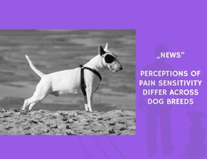 News-Perceptions of Pain Sensitivity Differ Across Dog Breeds