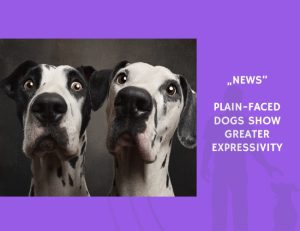 News-Plain-Faced Dogs Show Greater Expressivity