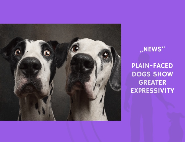 News-Plain-Faced Dogs Show Greater Expressivity