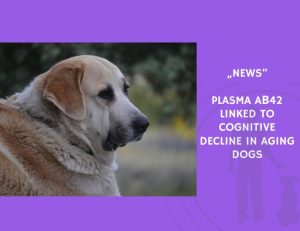 News-Plasma Aβ42 Linked to Cognitive Decline in Aging Dogs