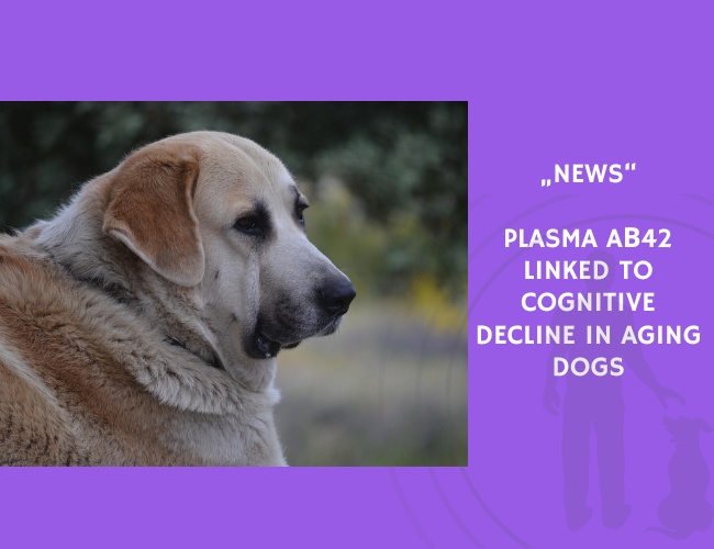 News-Plasma Aβ42 Linked to Cognitive Decline in Aging Dogs
