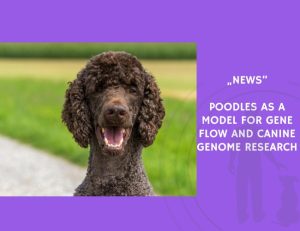 News-Poodles as a Model for Gene Flow and Canine Genome Research