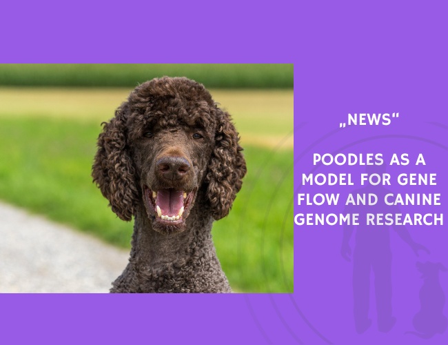 News-Poodles as a Model for Gene Flow and Canine Genome Research