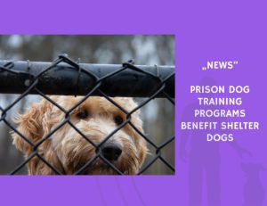 News-Prison Dog Training Programs Benefit Shelter Dogs