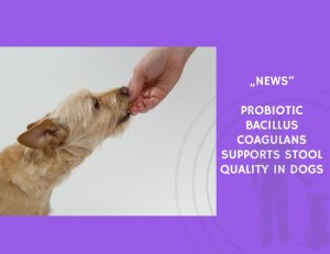 News-Probiotic Bacillus coagulans Supports Stool Quality in Dogs