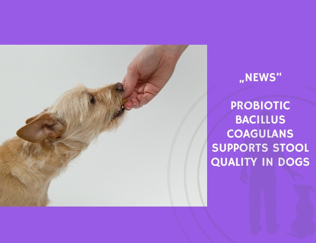News-Probiotic Bacillus coagulans Supports Stool Quality in Dogs