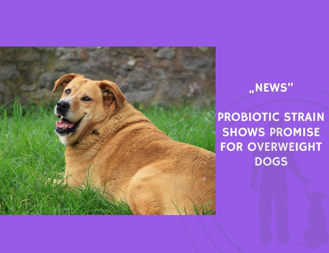 News-Probiotic Strain Shows Promise for Overweight Dogs