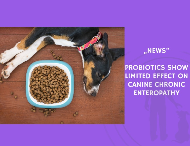 News-Probiotics Show Limited Effect on Canine Chronic Enteropathy