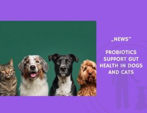 News-Probiotics Support Gut Health in Dogs and Cats