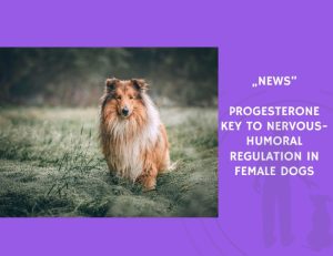 News-Progesterone Key to Nervous-Humoral Regulation in Female Dogs