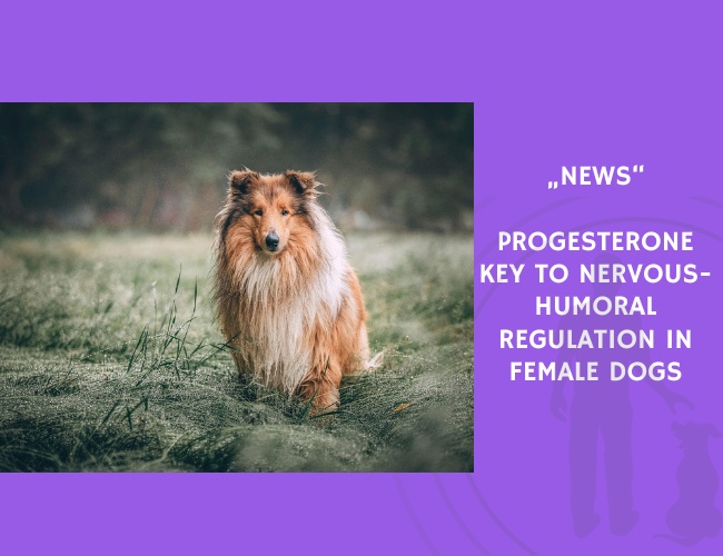 News-Progesterone Key to Nervous-Humoral Regulation in Female Dogs