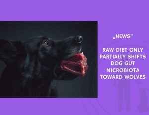 News-Raw Diet Only Partially Shifts Dog Gut Microbiota Toward Wolves