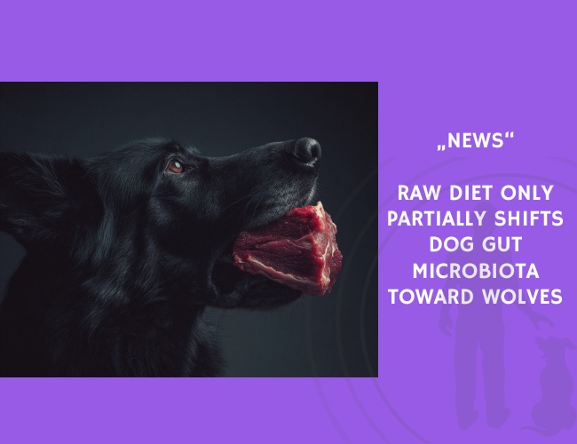 News-Raw Diet Only Partially Shifts Dog Gut Microbiota Toward Wolves