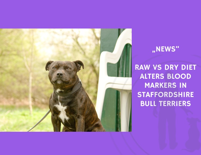 News-Raw vs Dry Diet Alters Blood Markers in Staffordshire Bull Terriers