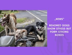 News-Rehomed Dogs Show Stress but Form Strong Bonds