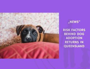 News-Risk Factors Behind Dog Adoption Returns in Queensland