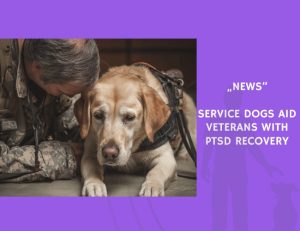 News-Service Dogs Aid Veterans With PTSD Recovery