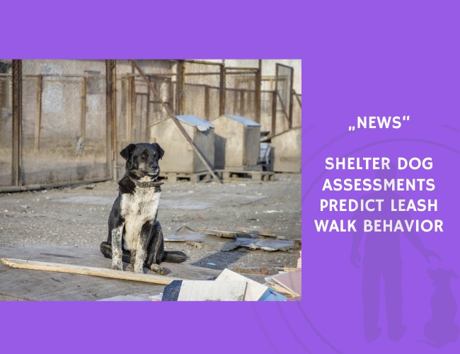 News-Shelter Dog Assessments Predict Leash Walk Behavior