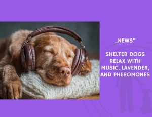 News-Shelter Dogs Relax with Music, Lavender, and Pheromones