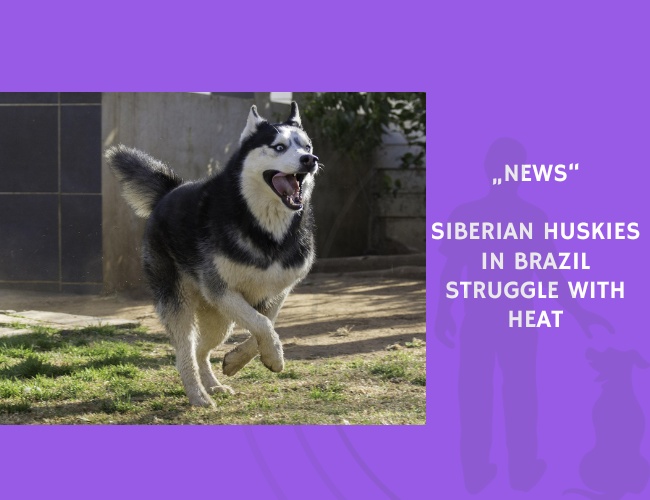 News-Siberian Huskies in Brazil Struggle with Heat