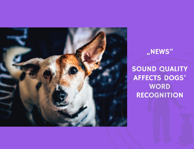 News-Sound Quality Affects Dogs’ Word Recognition