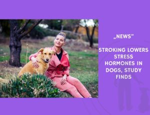 News-Stroking Lowers Stress Hormones in Dogs, Study Finds