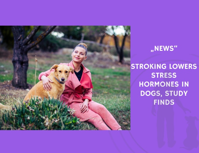 News-Stroking Lowers Stress Hormones in Dogs, Study Finds