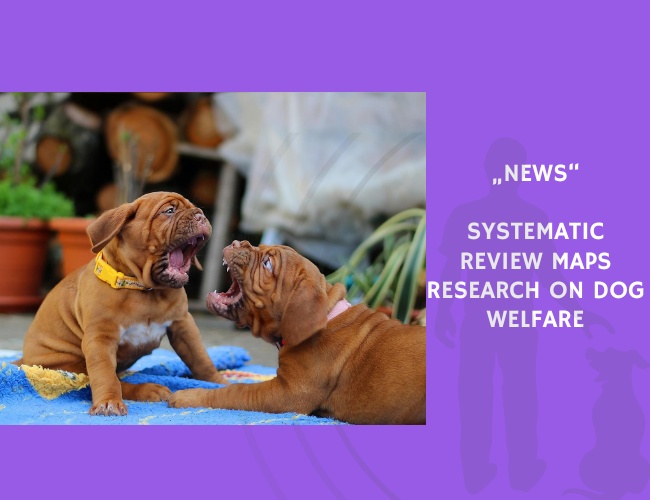 News-Systematic Review Maps Research on Dog Welfare