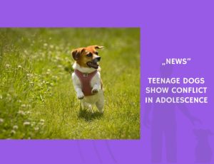 News-Teenage Dogs Show Conflict in Adolescence