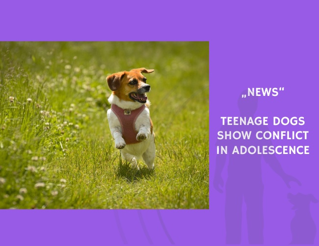 News-Teenage Dogs Show Conflict in Adolescence