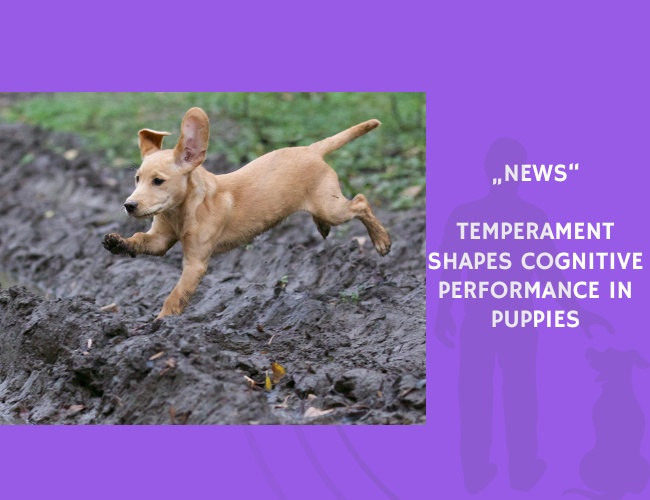 News-Temperament Shapes Cognitive Performance in Puppies