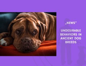 News-Undesirable Behaviors in Ancient Dog Breeds