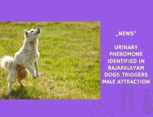 News-Urinary Pheromone Identified in Rajapalayam Dogs Triggers Male Attraction