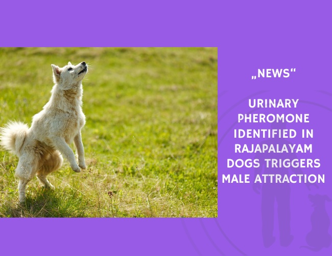 News-Urinary Pheromone Identified in Rajapalayam Dogs Triggers Male Attraction