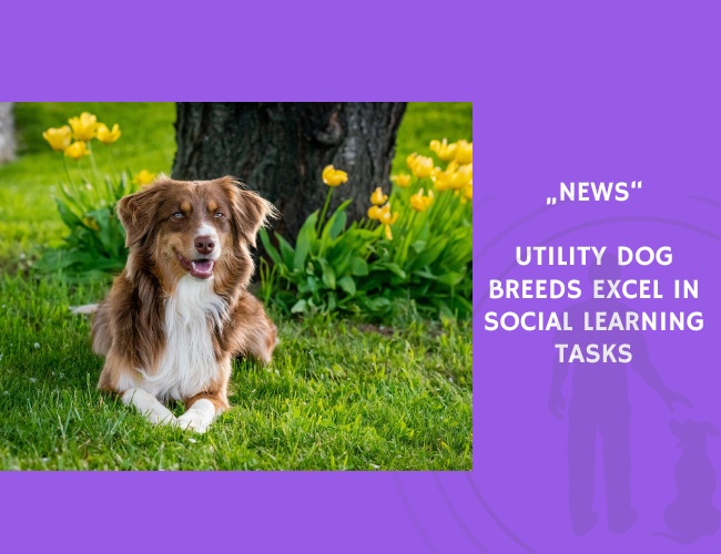 News-Utility Dog Breeds Excel in Social Learning Tasks
