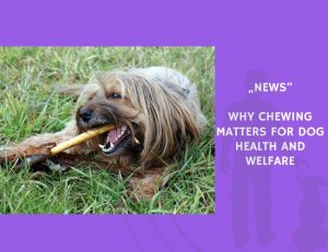 News-Why Chewing Matters for Dog Health and Welfare