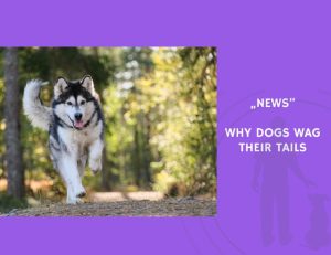 News-Why Dogs Wag Their Tails