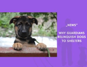 News-Why Guardians Relinquish Dogs to Shelters