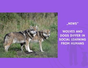 News-Wolves and Dogs Differ in Social Learning from Humans