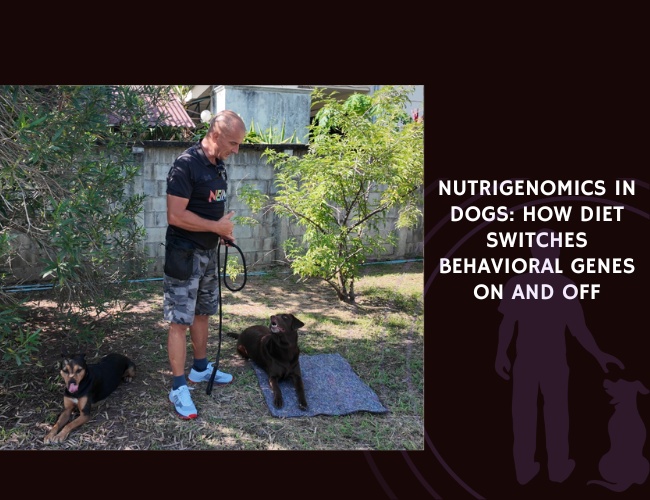 Nutrigenomics in Dogs How Diet Switches Behavioral Genes On and Off