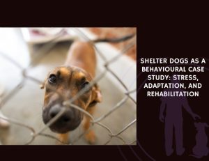 Shelter Dogs as a Behavioural Case Study Stress, Adaptation, and Rehabilitation