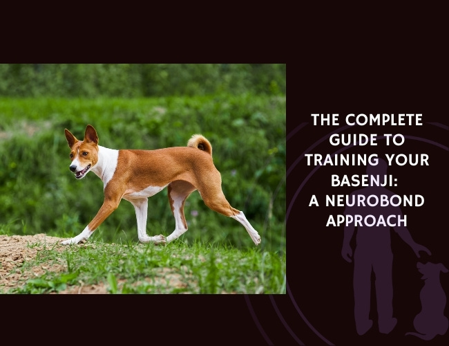 The Complete Guide to Training Your Basenji A NeuroBond Approach