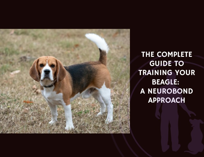 The Complete Guide to Training Your Beagle A NeuroBond Approach