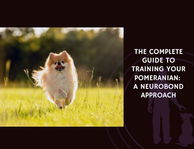 The Complete Guide to Training Your Pomeranian A NeuroBond Approach
