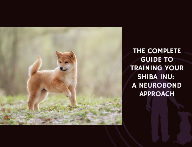 The Complete Guide to Training Your Shiba Inu A NeuroBond Approach