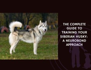 The Complete Guide to Training Your Siberian Husky A NeuroBond Approach