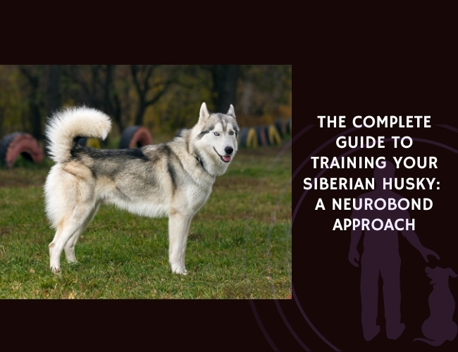 The Complete Guide to Training Your Siberian Husky A NeuroBond Approach