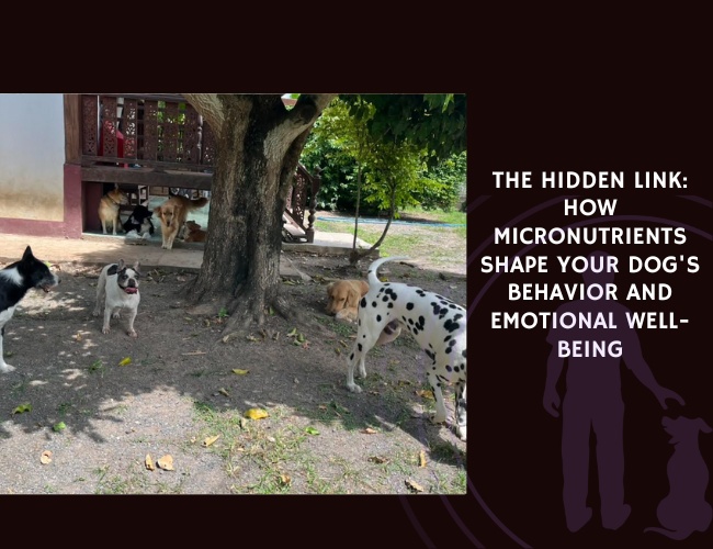 The Hidden Link How Micronutrients Shape Your Dog's Behavior and Emotional Well-being