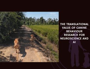 The Translational Value of Canine Behaviour Research for Neuroscience and AI